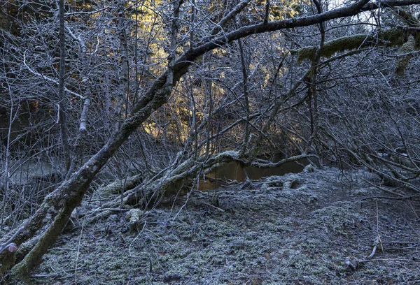 バック グラウンドで日光の輝きと東南アラスカのサーモン川で冬の霜で曲がったハンノキ — ストック写真