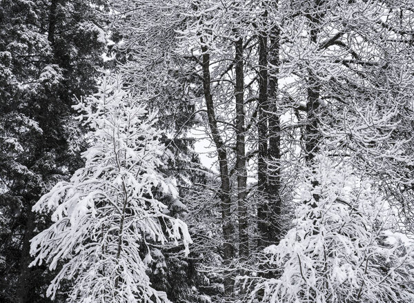Snow on three different types of trees in a forest.