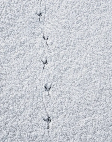 Fågel Spår Snön Från Overhead — Stockfoto