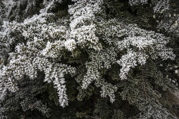Frost Japanese Yew Needles Close — Stock Photo, Image