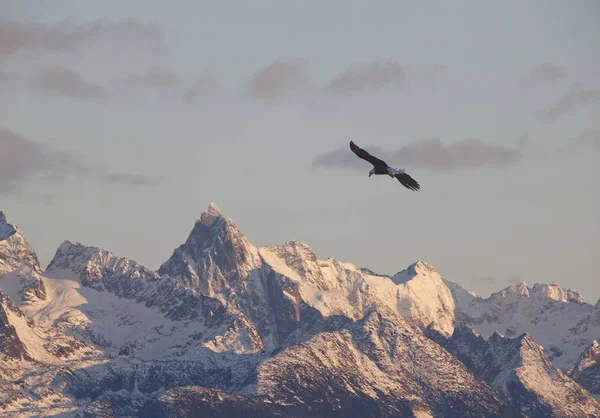 Bald Eagle Flying Snow Covered Mountains Sunset Alaska — Stock Photo, Image