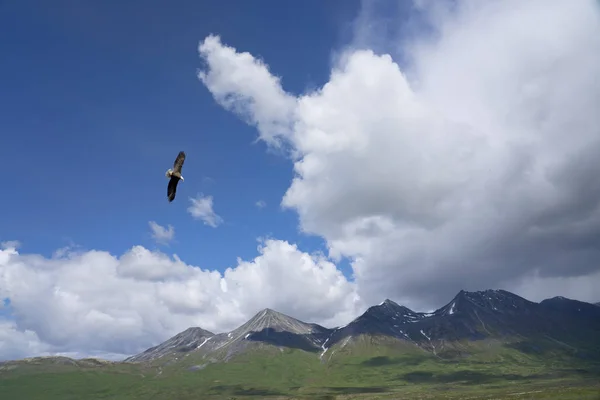 Eagle in the Yukon — Stock Photo, Image