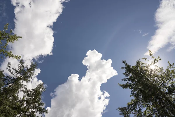 Tittar upp på träd — Stockfoto