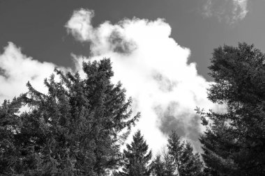 çam ağaçları ile bulutlar