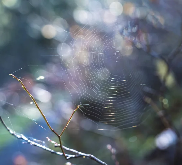 蜘蛛网在春天 — 图库照片