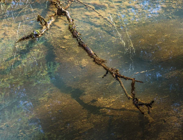 Ramo con ombra sull'acqua — Foto Stock