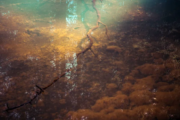 Ветвь и отражение в застойной воде — стоковое фото