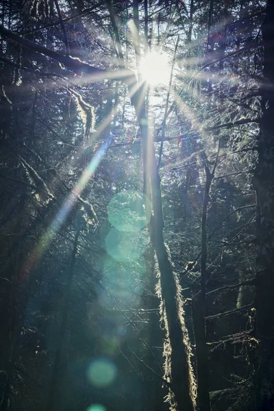 森の中の太陽 — ストック写真