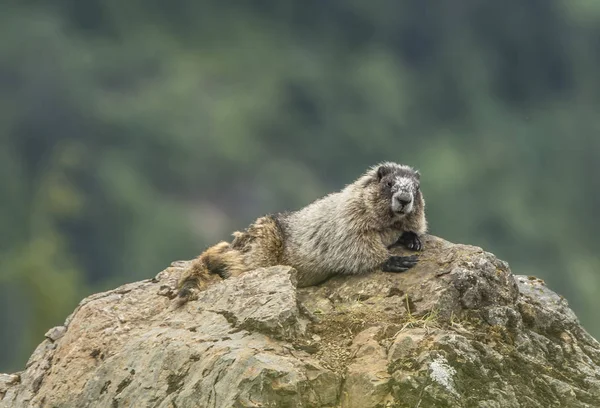 Marmot relaxante em uma rocha — Fotografia de Stock