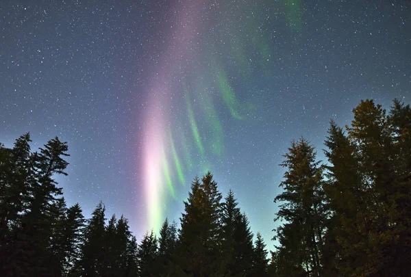 Luces boreales con árboles — Foto de Stock