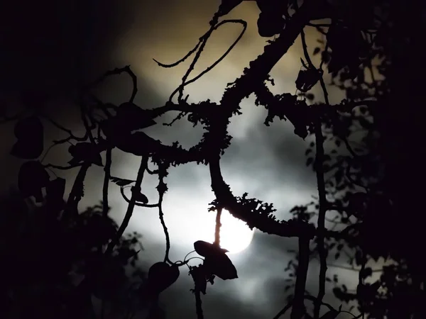 Pleine lune à travers les branches des arbres — Photo