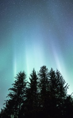 Northern Light over Alaskan forest clipart