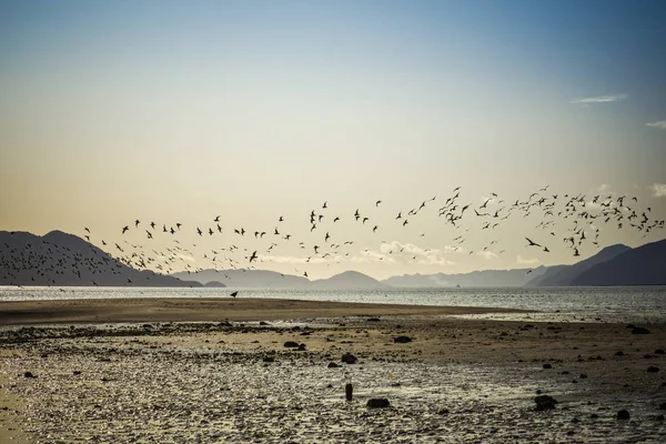Oiseaux de rivage sur la plage Gustavus — Photo