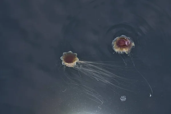 Two Lion's Mane Jellyfish — Stock Photo, Image