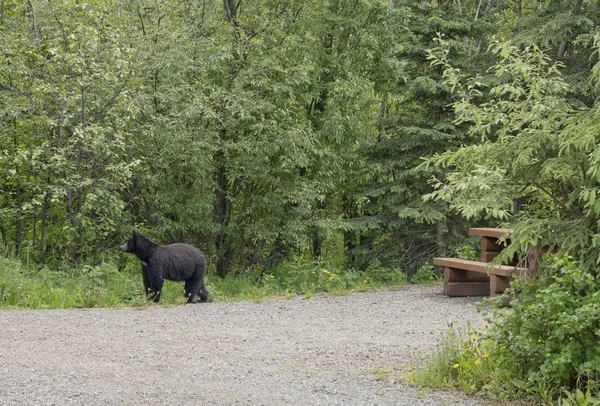 Svart björn på en tom campingplats på sommaren — Stockfoto