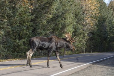Alaska geyiği karşıdan karşıya geçiyor