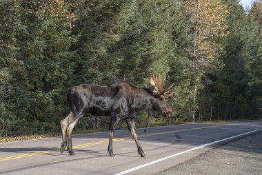Alaskan moose crossing the road clipart