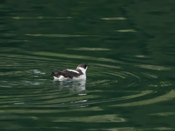 Marbeled murrelet w południowo-wschodniej Alasce — Zdjęcie stockowe