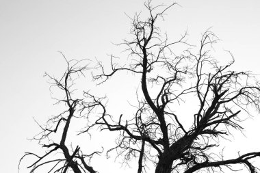 Ölü ağaç dalları siyah beyaz