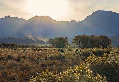 Cows grazing near Bishop California clipart