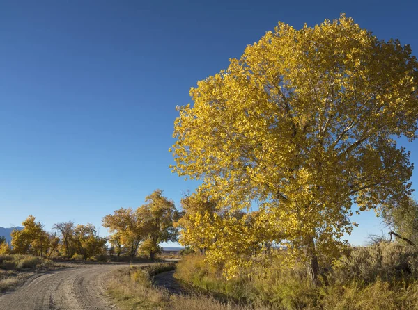 Осенние цвета на сельской дороге — стоковое фото