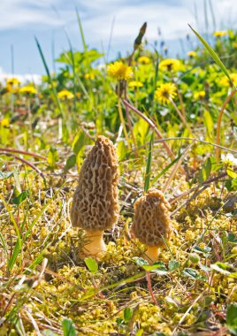 Wild morel mushrooms growing in a meadow by a beach in Southeast Alaska in spring. clipart