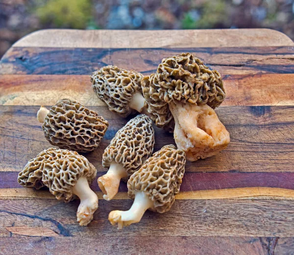 Fresh Morel Mushrooms Gathered Eating Wooden Cutting Boards — Stock Photo, Image