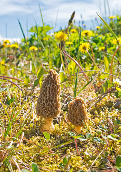 Wild morel mushrooms growing in a meadow by a beach in Southeast Alaska in spring.