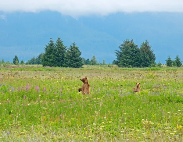 夏にはアラスカ南東部の牧草地で子グマとクマ — ストック写真