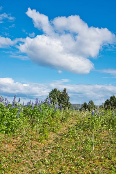 Güneşli Bir Yaz Günü Gustavus Alaska Bulutlu Lupin Çiçekli Bir — Stok fotoğraf