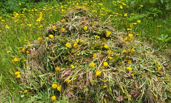 夏に庭により多くのタンポポの植物や花を持つプルタンポポの大きな山 — ストック写真