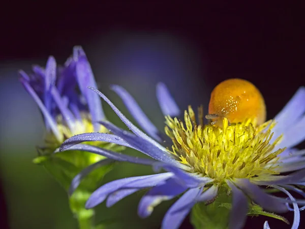 Gartenschnecke Frisst Sommer Eine Sibirische Asterne Aus Nächster Nähe — Stockfoto