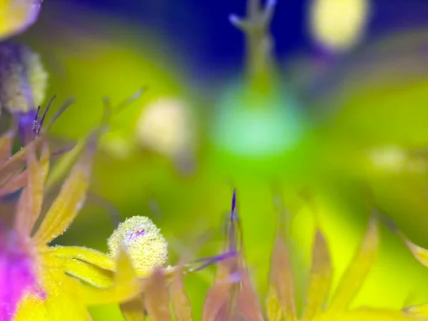 园中五彩缤纷的花组成的宏观 具有独特的背景元素抽象 — 图库照片