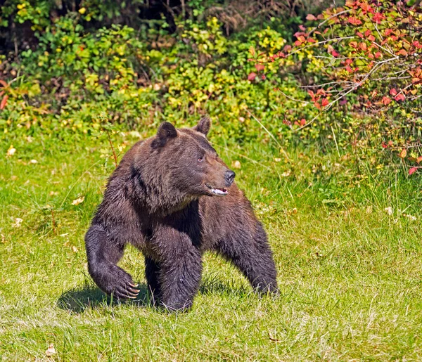 Kobieta Niedźwiedź Grizzly Wczesną Jesienią Słoneczny Dzień Południowo Wschodniej Alasce — Zdjęcie stockowe