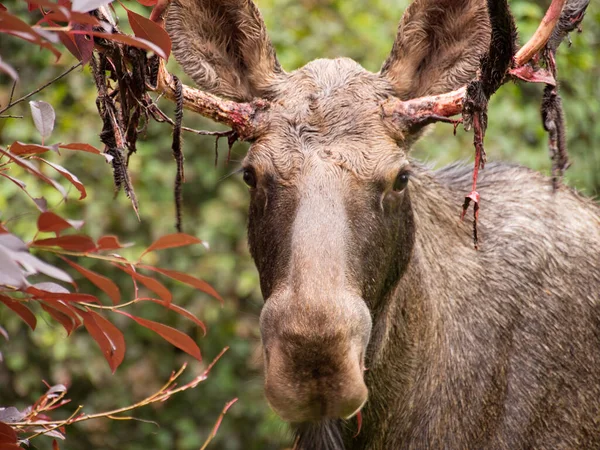 Primo Piano Giovane Alce Maschio Alaska Con Velluto Spargimento Come — Foto Stock