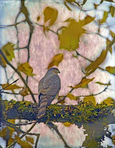 Hawk Sitting Branch Fall Processed Textures Artistic Look — Stock Photo, Image