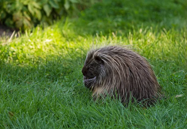 Kleines Stachelschwein Frisst Sommer Unkraut Gras — Stockfoto