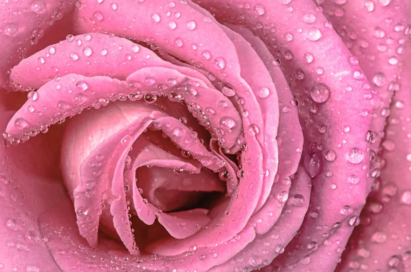 Beautiful Rose Nature Background — Stock Photo, Image