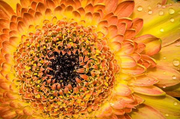 Красивый Творческий Букет Цветов Природа — стоковое фото