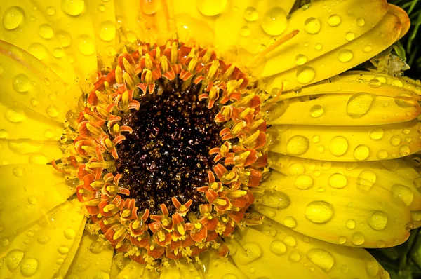 Όμορφη Δημιουργική Μπουκέτο Λουλούδια Φύση Φόντο — Φωτογραφία Αρχείου