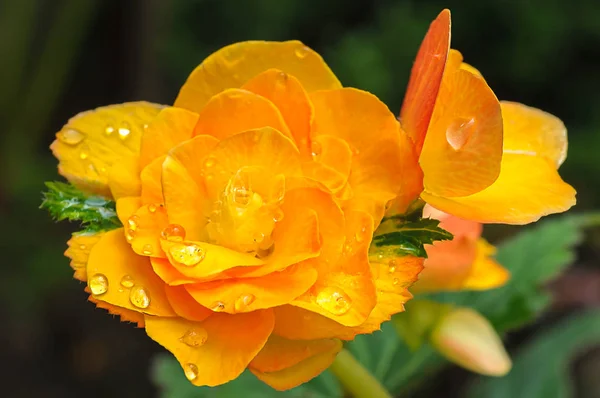 ベゴニア オレンジ球根花 — ストック写真