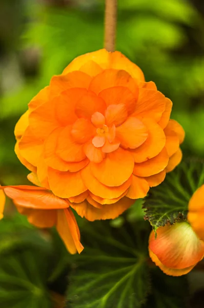 Begonia Tuberhybrida flor de laranja — Fotografia de Stock