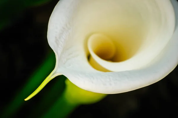 Calla lily petal — Stok fotoğraf