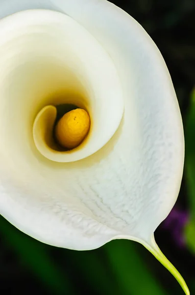 Calla lily petal — Stok fotoğraf