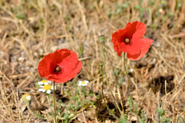 Fiore di papavero selvatico — Foto Stock