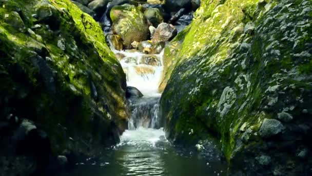 Hidden Waterfall Forest Small Stream Water Falling Rocks — Stock Video