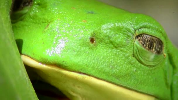 Meksykańska Liść Żaba Złote Oczy Pachymedusa Dacnicolor Otwierając Oczy — Wideo stockowe