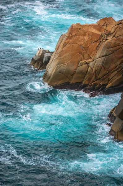 Pelikanile kayalık kıyılı mavi deniz — Stok fotoğraf