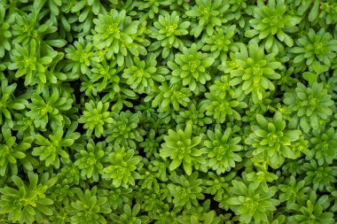 Sedum luteoviride, yaprak sulu bitki