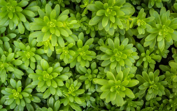 Лютеовирид седума, растение листовых суккулентов — стоковое фото